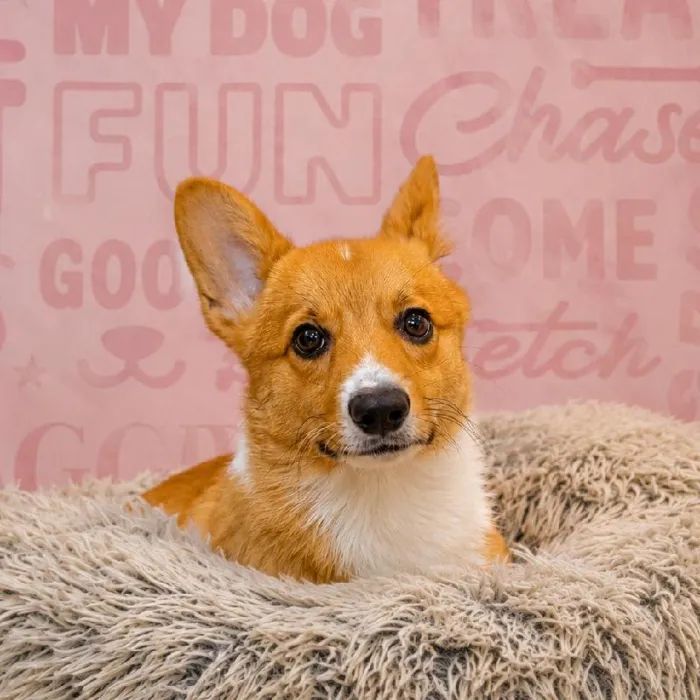 Male Pembroke Welsh Corgi puppy named Nikko for sale at Waggles Greensboro.