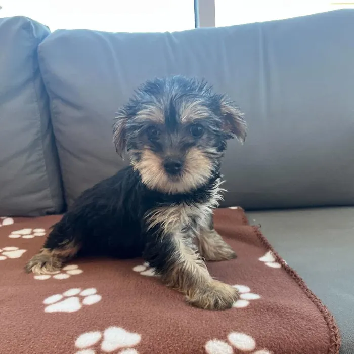 Female Yorkie Puppy for Sale in Charlotte, NC