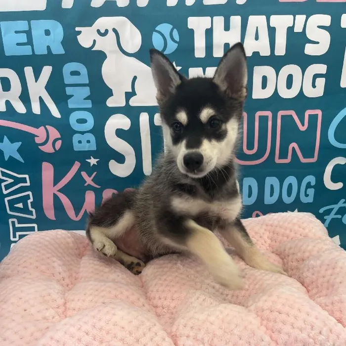 Male Alaskan Klee Kai Puppy for Sale in Charlotte, NC
