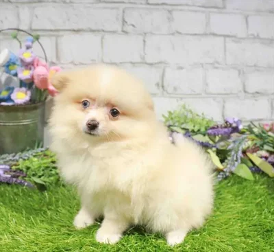 Female Pomeranian puppy named Serena for sale at Waggles Charlotte.
