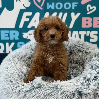 Female Mini Bernedoodle 2nd Gen Puppy for Sale in Charlotte, NC