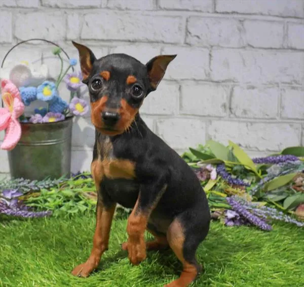 Male Min Pin puppy named Tony for sale at Waggles Greensboro.