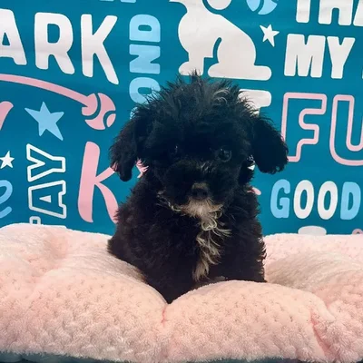 Male Mini Sheepadoodle 2nd Gen Puppy for Sale in Charlotte, NC