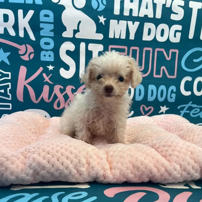Female Poodle Toy Puppy for Sale in Charlotte, NC