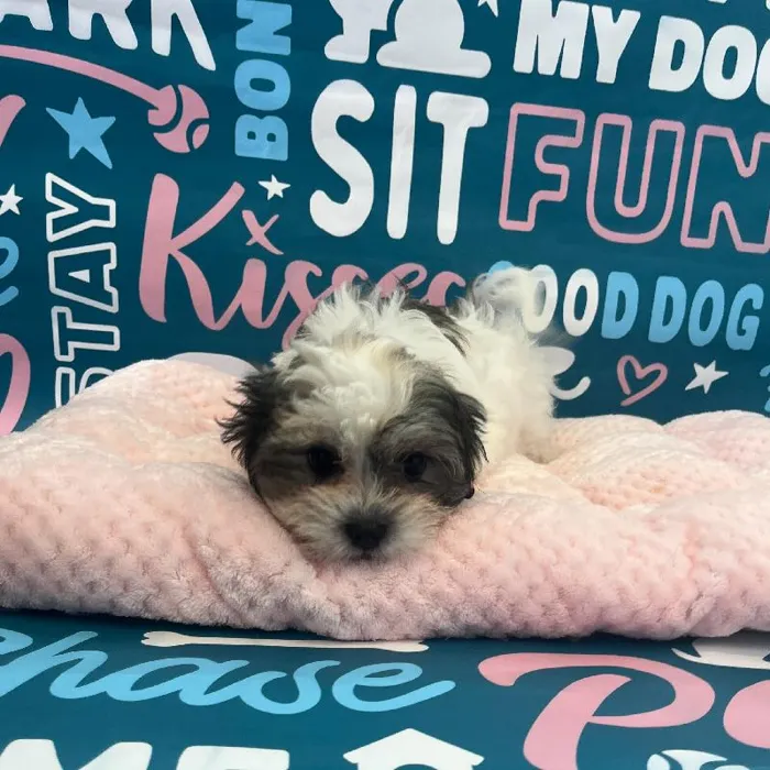 Female Shipoo Puppy for Sale in Charlotte, NC