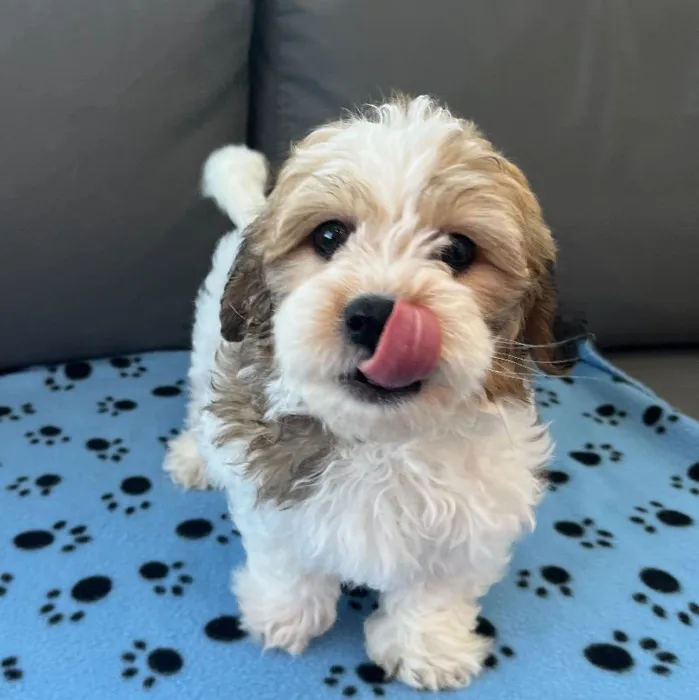Male Teddy Bear Puppy for Sale in Charlotte, NC