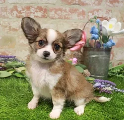 Male Chihuahua puppy named Nelson for sale at Waggles Charlotte.