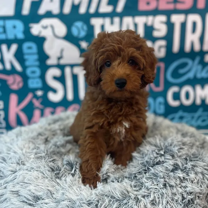 Male Mini Goldendoodle 2nd Gen Puppy for Sale in Charlotte, NC