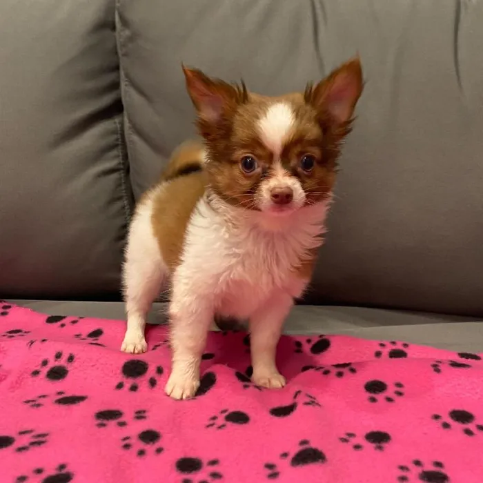 Male Chihuahua Puppy for Sale in Charlotte, NC