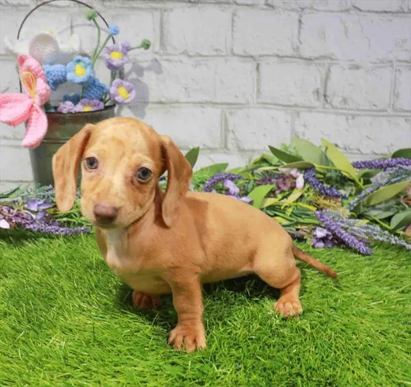 Female Dachshund puppy named Jubilee for sale at Waggles Charlotte.
