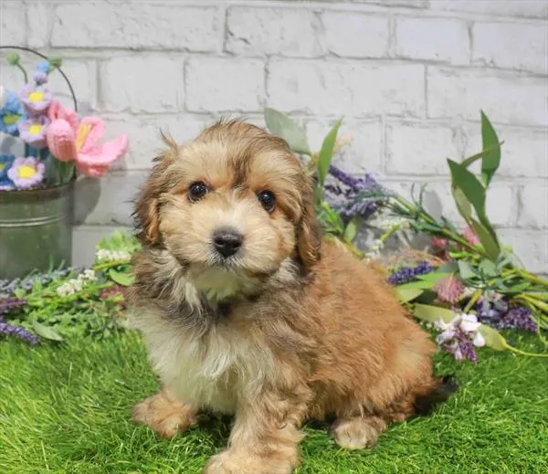 Male Yochon puppy named Mandarin for sale at Waggles Charlotte.