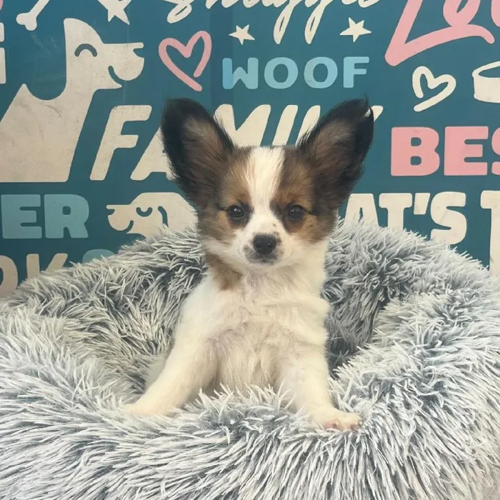 Male Papillon puppy named Zazu for sale at Waggles Charlotte.