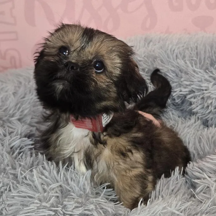 Female Shih Tzu puppy named Monica for sale at Waggles Raleigh.