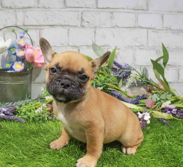 Male French Bulldog puppy named Cyrus for sale at Waggles Charlotte.