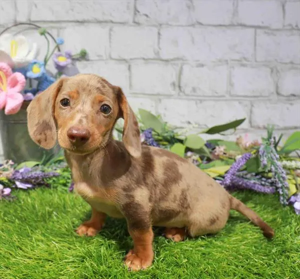 Male Dachshund puppy named Goofy for sale at Waggles Charlotte.