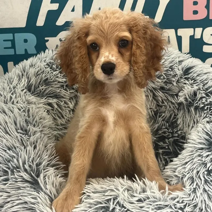 Female Cockapoo puppy named Honey for sale at Waggles Charlotte.