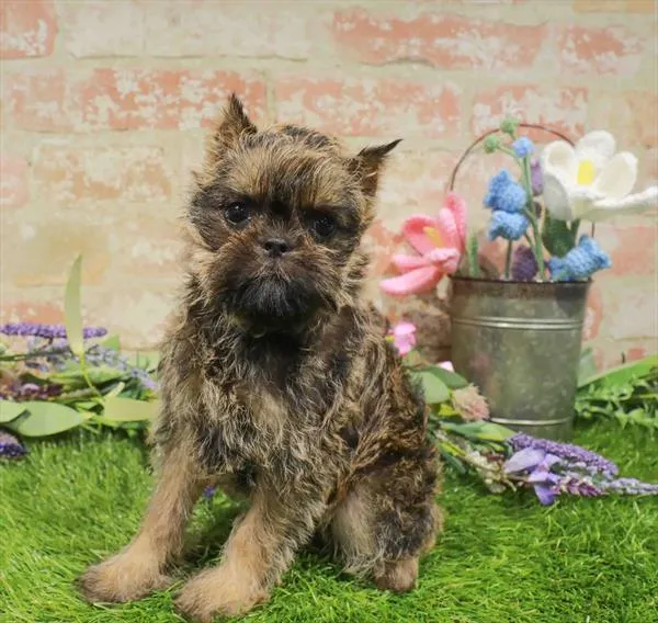 Male Brussels Griffon puppy named Puffin for sale at Waggles Greensboro.
