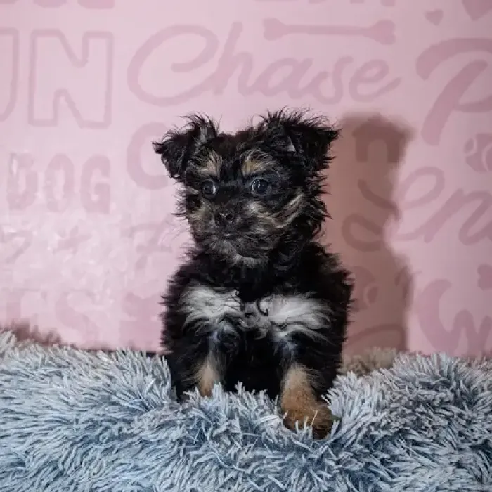 Female Pom-A-Poo puppy named Lilo for sale at Waggles Greensboro.