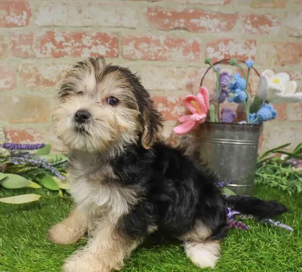 Female Morkie puppy named Eleanor for sale at Waggles Charlotte.