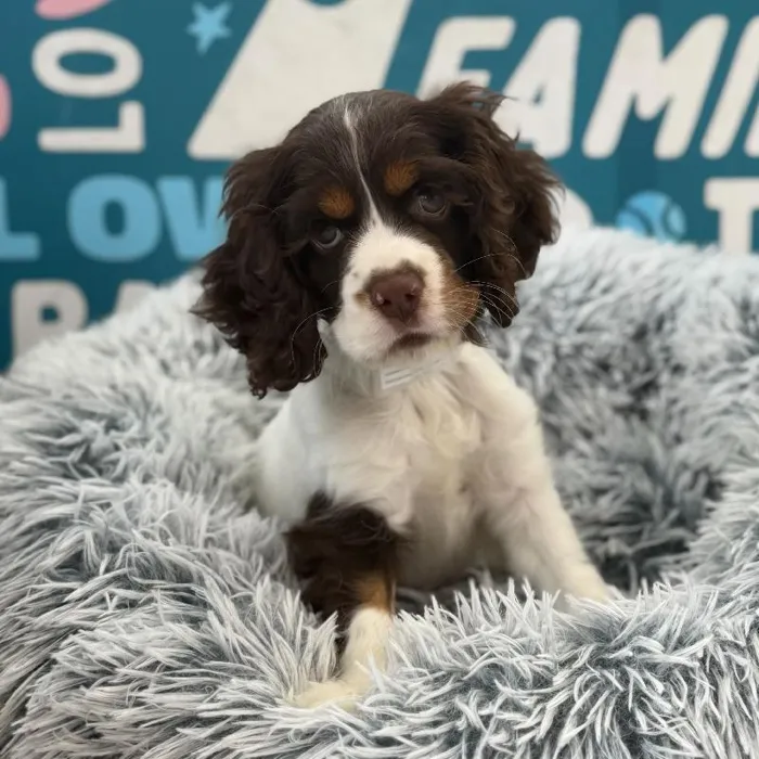Female Cocker Spaniel puppy named Windy for sale at Waggles Charlotte.