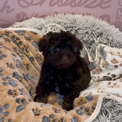 Male Schnoodle Puppy for Sale in Greensboro, NC