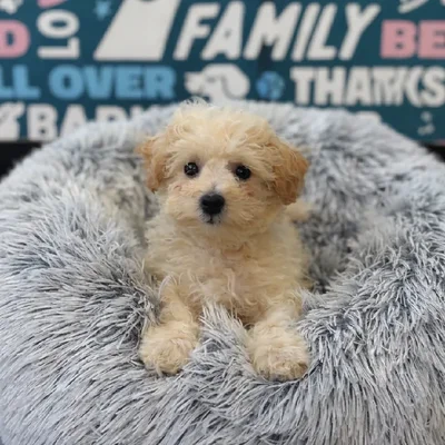 Male Cavapoo Puppy for Sale in Charlotte, NC