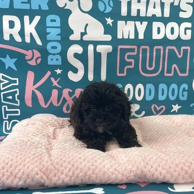 Female Shipoo Puppy for Sale in Charlotte, NC