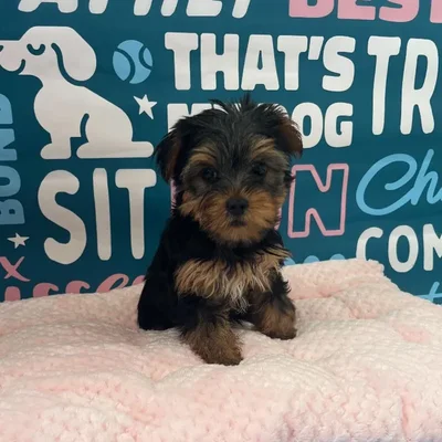Female Yorkie Puppy for Sale in Charlotte, NC