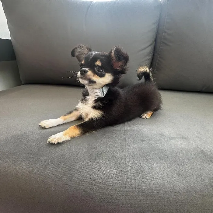 Male Chihuahua Puppy for Sale in Charlotte, NC