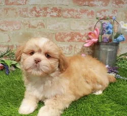 Male Lhasa Apso puppy for sale at Waggles Greensboro.