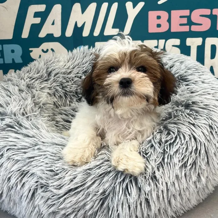 Male Teddy Bear puppy named Guava for sale at Waggles Charlotte.