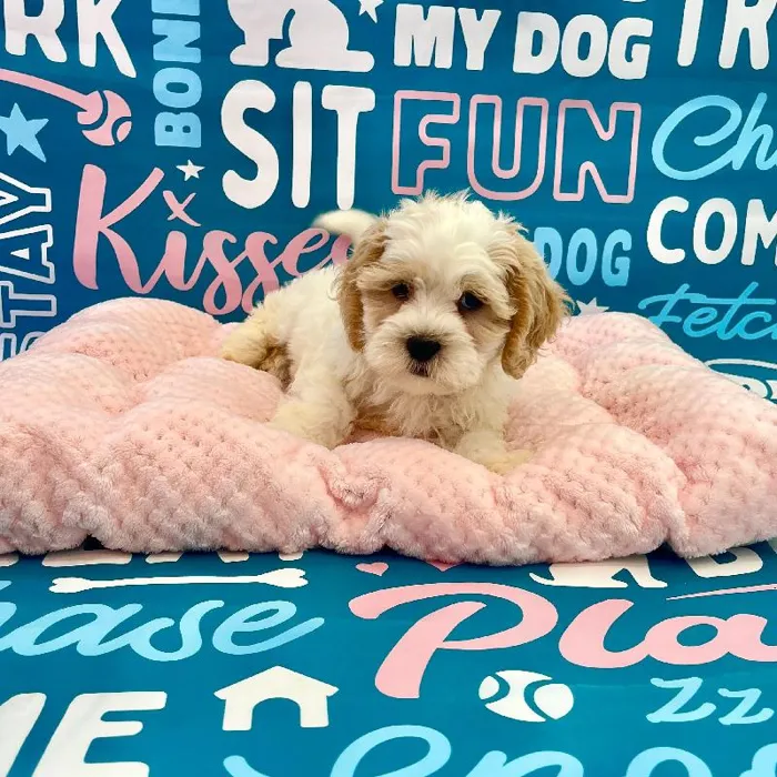 Male Teddy Bear Puppy for Sale in Charlotte, NC