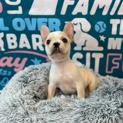 Male French Bulldog Puppy for Sale in Charlotte, NC