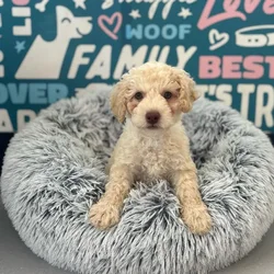 Female Bichapoo puppy named Raelynn for sale at Waggles Charlotte.