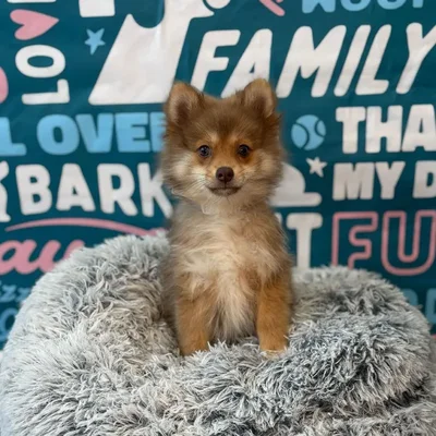 Female Pomeranian Puppy for Sale in Charlotte, NC
