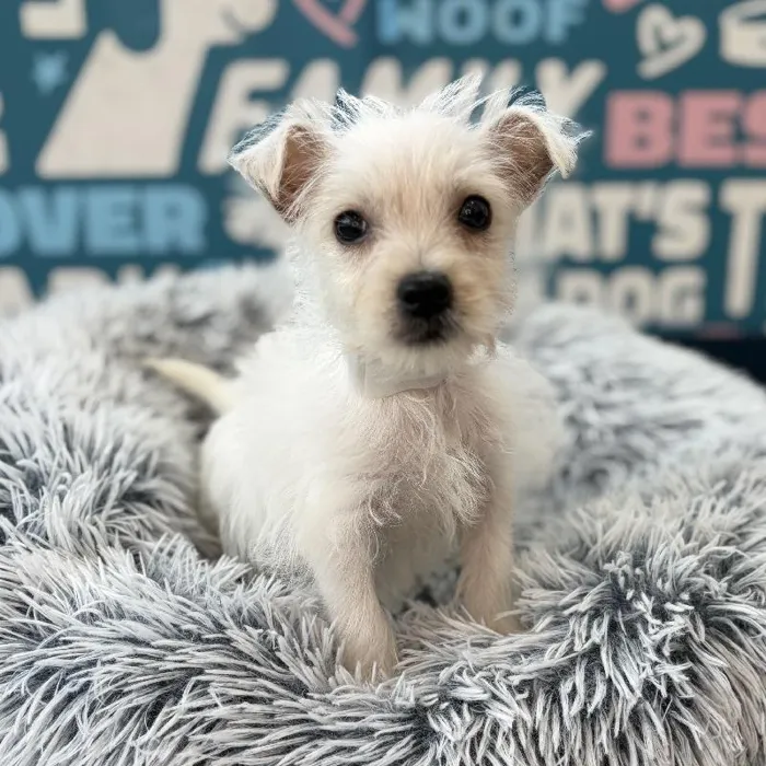 Female West Highland White Terrier puppy named Sapphire for sale at Waggles Charlotte.
