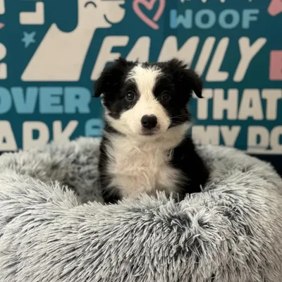 Female Border Collie Puppy for Sale in Charlotte, NC