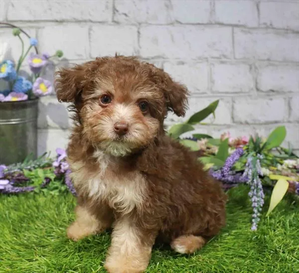 Female Yorkie-Poo puppy named Lillie for sale at Waggles Raleigh.