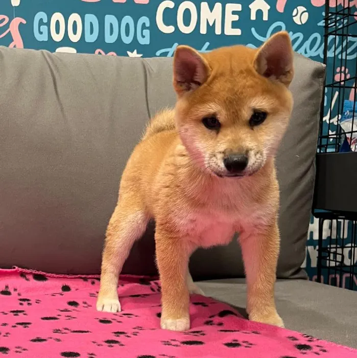 Male Shiba Inu Puppy for Sale in Charlotte, NC