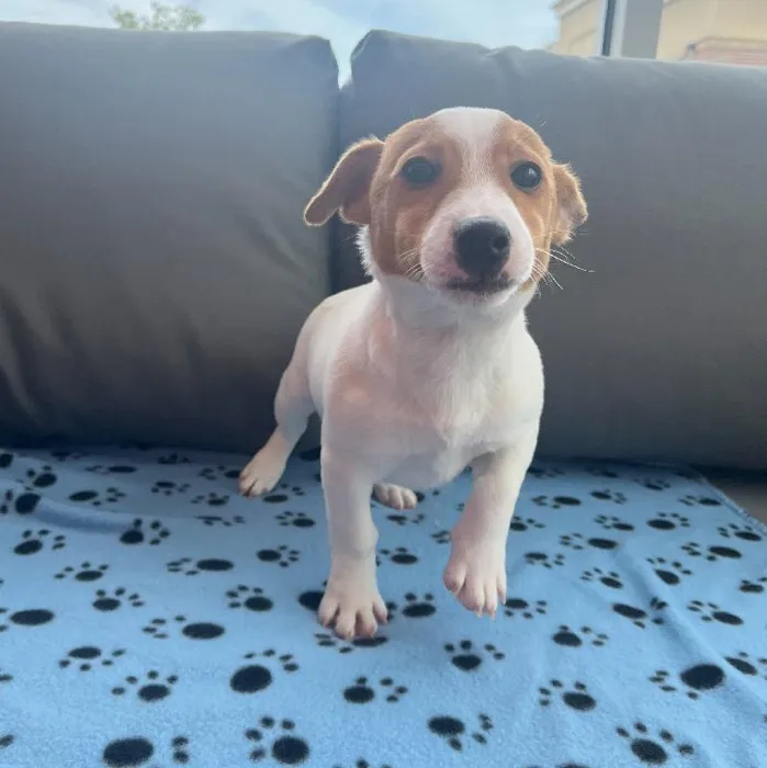 Male Jack Russell Terrier Puppy for Sale in Charlotte, NC