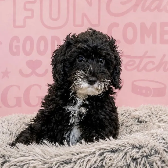 Female Mini Sheepadoodle 2Nd Gen puppy named Sarabi for sale at Waggles Greensboro.