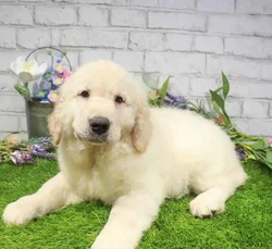 Male Golden Retriever puppy named Nate for sale at Waggles Charlotte.