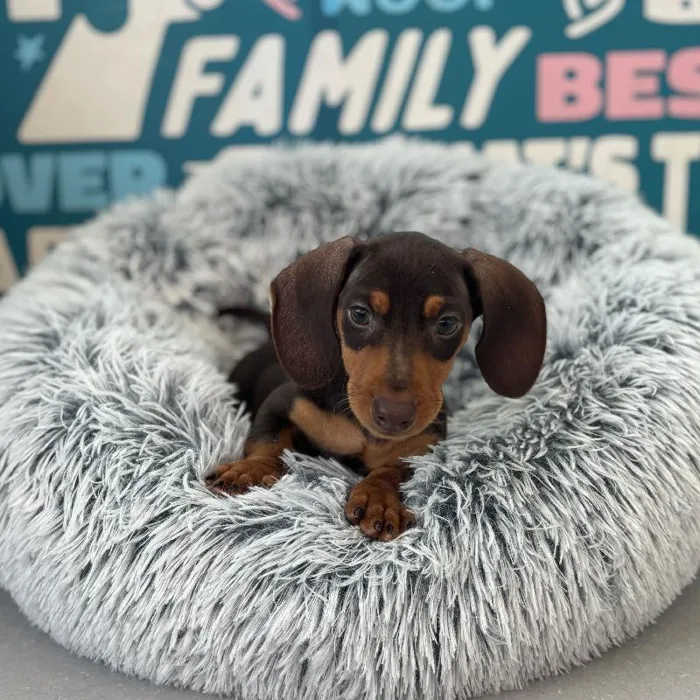 Male Dachshund puppy named Ranger for sale at Waggles Charlotte.