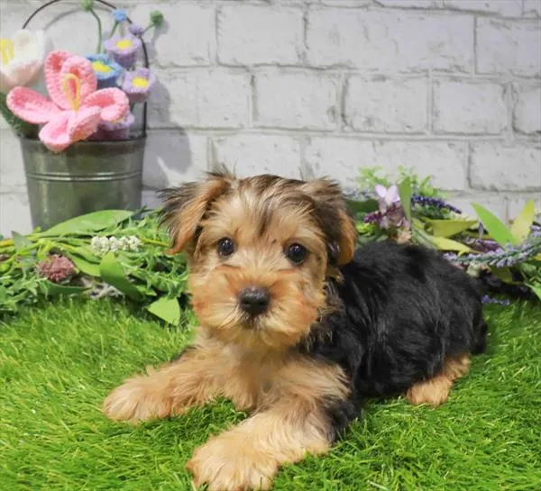 Male Yorkie puppy named Apricot for sale at Waggles Charlotte.