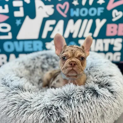 Male French Bulldog Puppy for Sale in Charlotte, NC