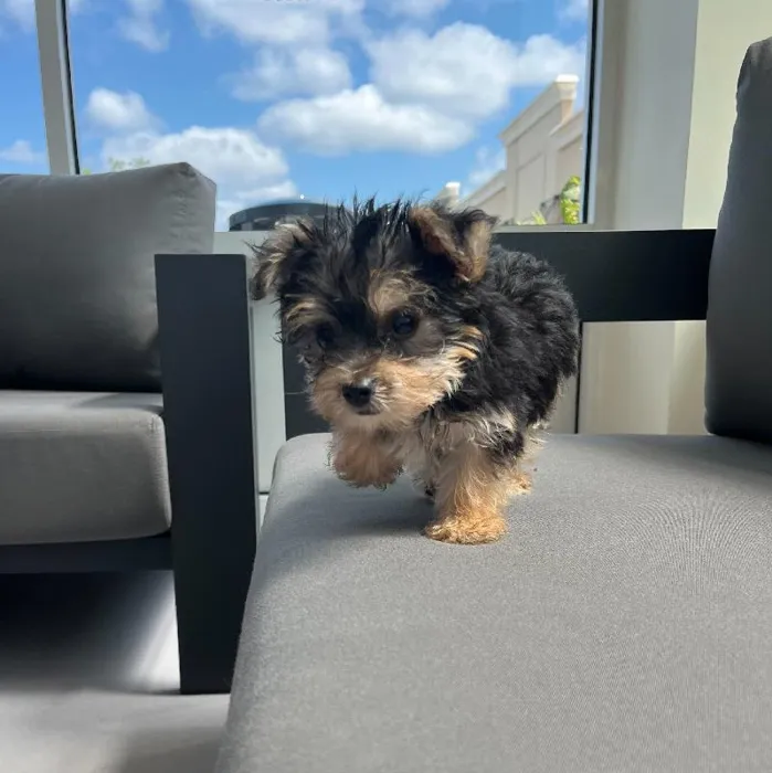 Female Yochon Puppy for Sale in Charlotte, NC