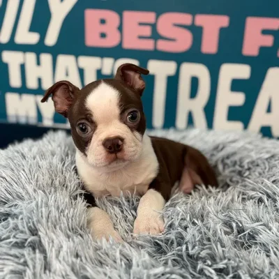 Male Boston Terrier Puppy for Sale in Charlotte, NC