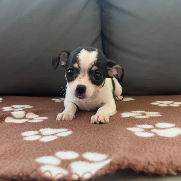 Female Chihuahua Puppy for Sale in Charlotte, NC