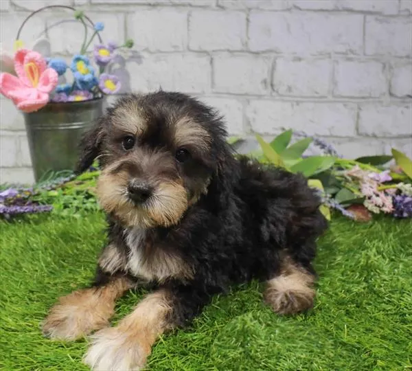 Male Schnoodle puppy named Jake for sale at Waggles Charlotte.