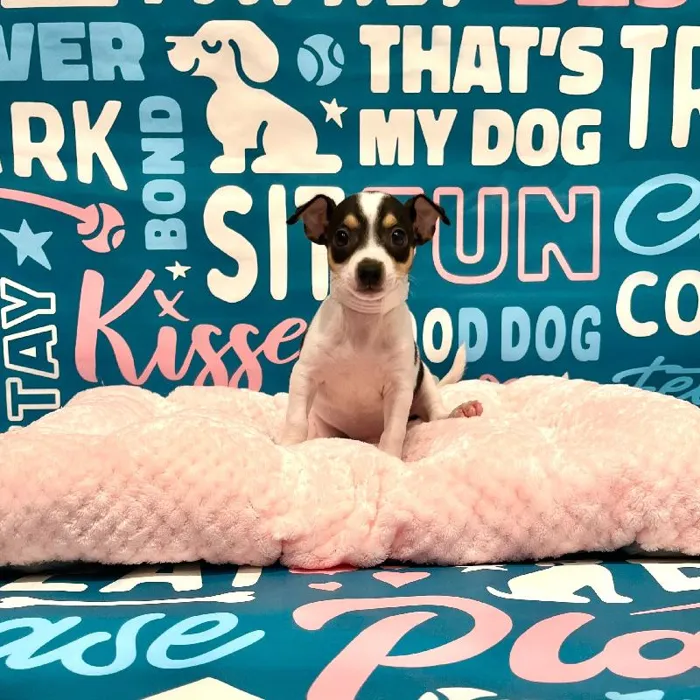 Male Chihuahua Puppy for Sale in Charlotte, NC